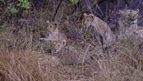 Several-baby-lion-cubs-and-mother-lioness-laying-in-grass-in-South-Africa,-hiding-from-the-rain