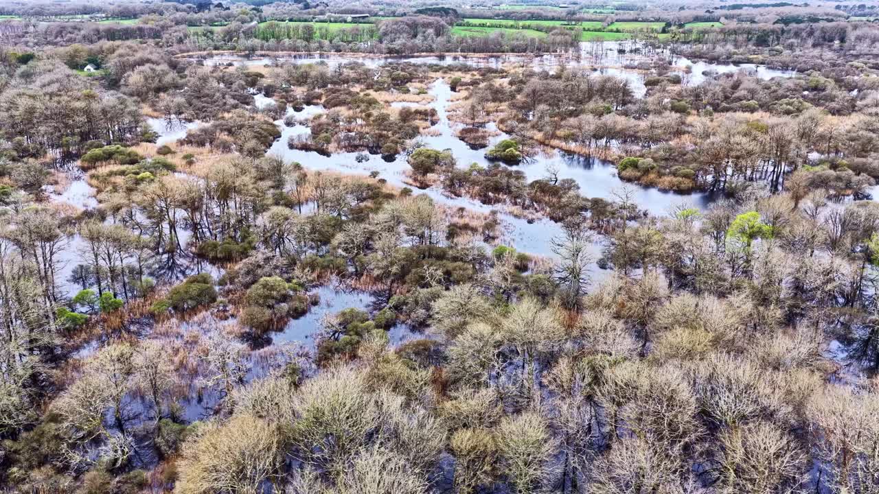 Uma área florestal alagada no Parque Natural Regional de Brière, exibindo cursos d'água intrincados. Adequado para estudos ambientais e documentários sobre a natureza