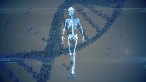 animation of 3d dna strand spinning and molecules floating over human skeleton