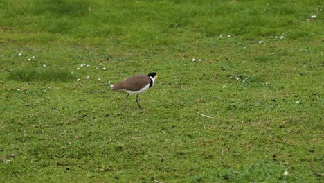 masked lapwing bird walking on grassy field