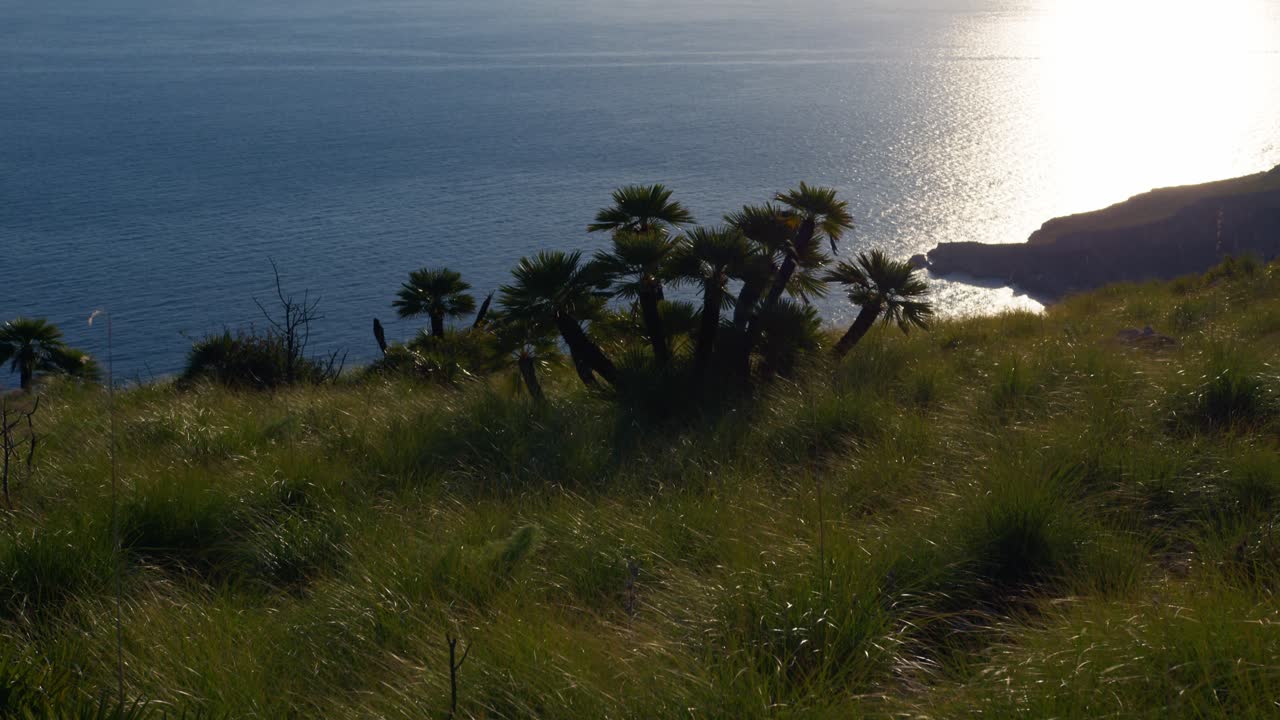 Scenic view of lush grass leading to the ocean, with palm trees on the hillside in Sicily