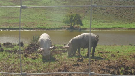 Par-De-Cerdos-Criados-En-Libertad-En-La-Granja-Comiendo-Hierba-Junto-A-La-Presa