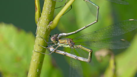 macro: majestic maiden dragonfly resting on green plant lighting by sunlight - entomology of species insect