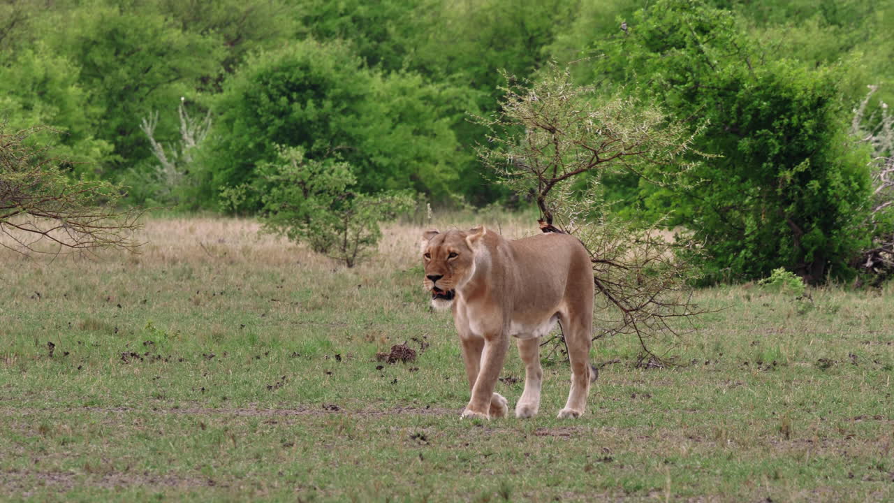 een leeuwin die rondkijkt terwijl ze langzaam over het grasland loopt in nxai pan, botswana - breed schot