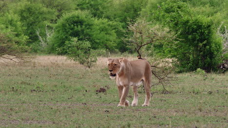 A-Lioness-Looking-Around-While-Walking-Slowly-On-The-Grassland-In-Nxai-Pan,-Botswana---Wide-Shot