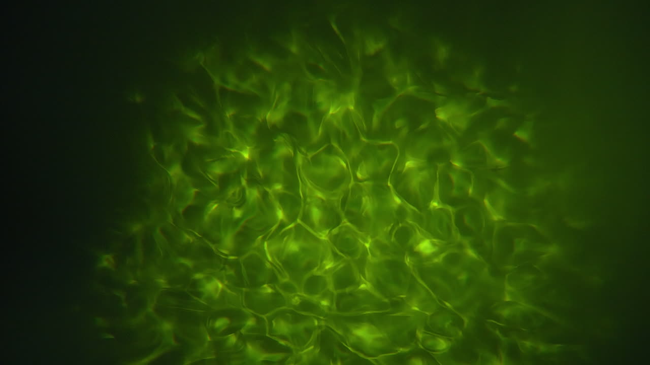 Acqua o veleno e luce caustica tossica sullo sfondo del fondale marino
