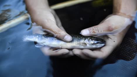 Close-up-of-a-girl-holding-a-beautiful-brook-trout-over-a-net-in-a-mountain-stream