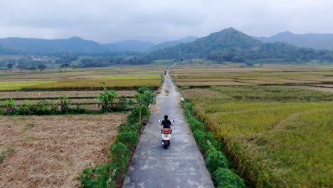 back view of man without helmet driving motorbike on rural road between rice fields, indonesia