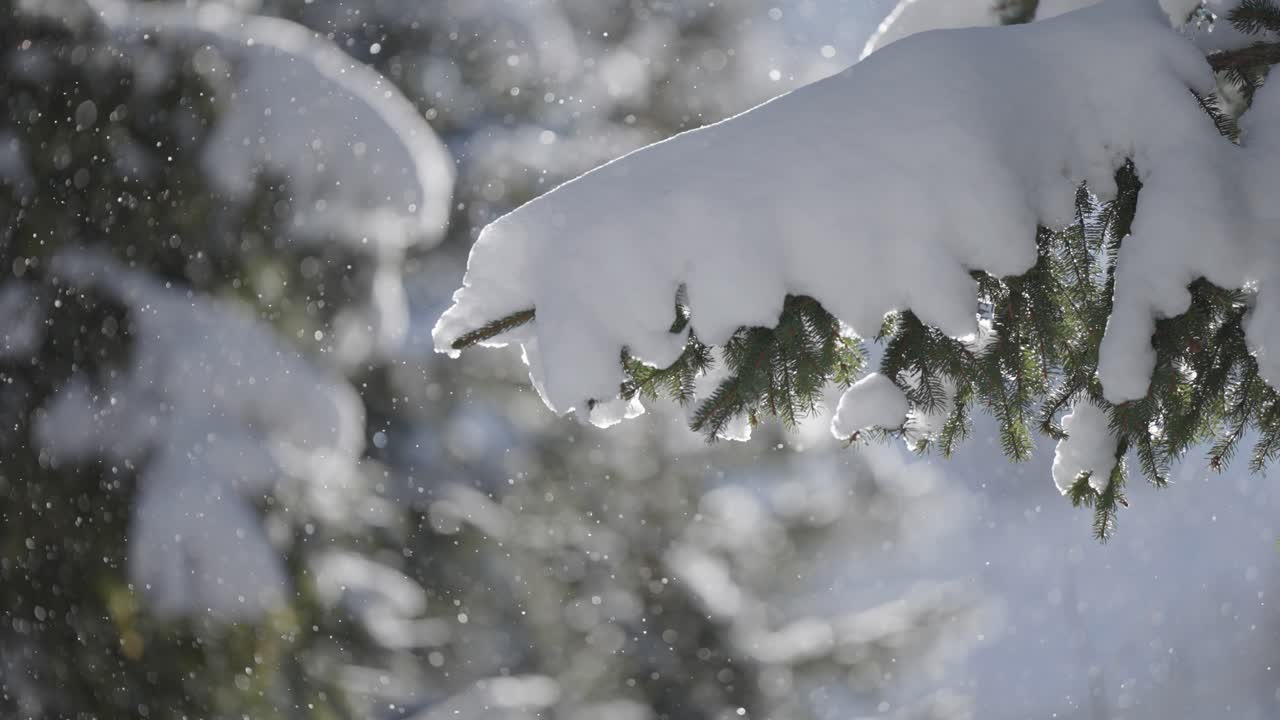 Close-up of a snow-covered pine branch with glittering snowflakes drifting softly through cold air.