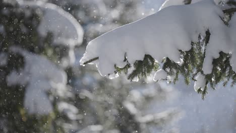 close-up of a snow-covered pine branch with glittering snowflakes drifting softly through cold air.