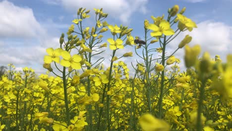 close up of bee pollination of yellow flower moved by gentle summer breeze