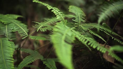 close up shot of wild fern deep inside the humid tropical rainforest jungle