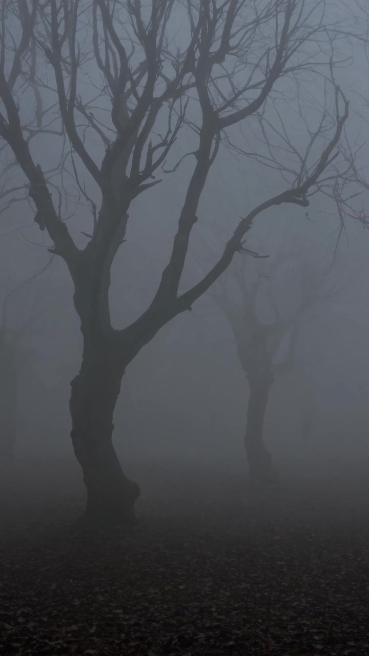 Alberi spogli in una fitta foresta nebbiosa