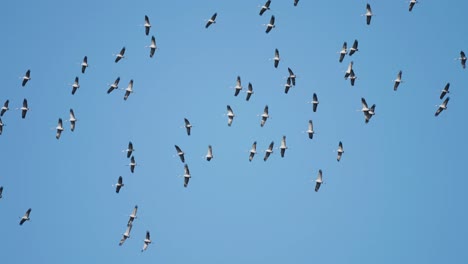 A-symphony-of-wings:-a-colossal-flock-of-storks-in-the-sky-in-perfect-harmony