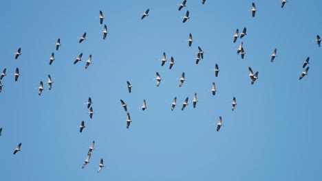 Eine-Symphonie-Der-Flügel:-Ein-Kolossaler-Schwarm-Störche-Am-Himmel-In-Perfekter-Harmonie