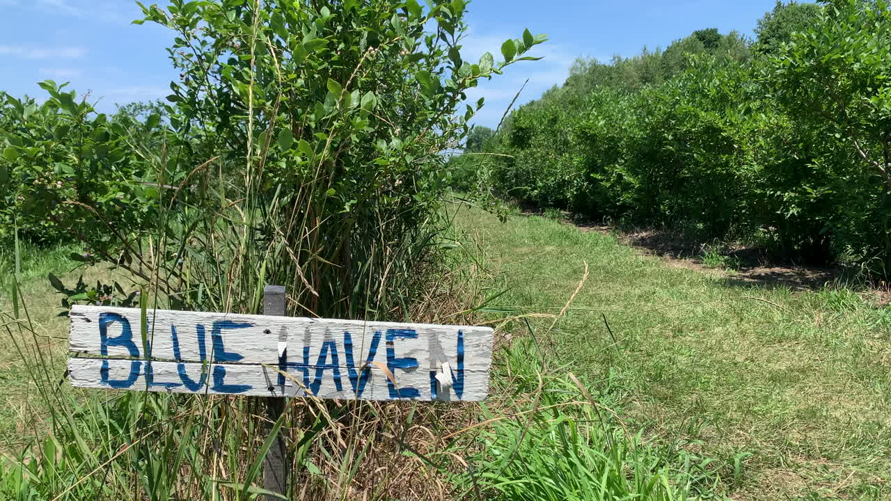 Blueberry bush farm on a sunny day