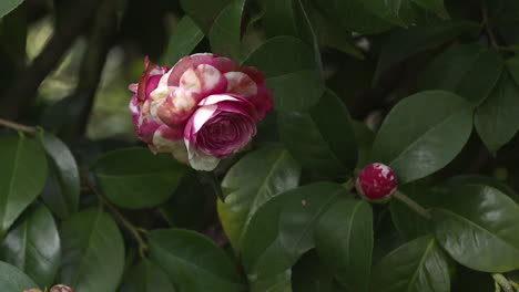 pink and white camellia flower in bloom