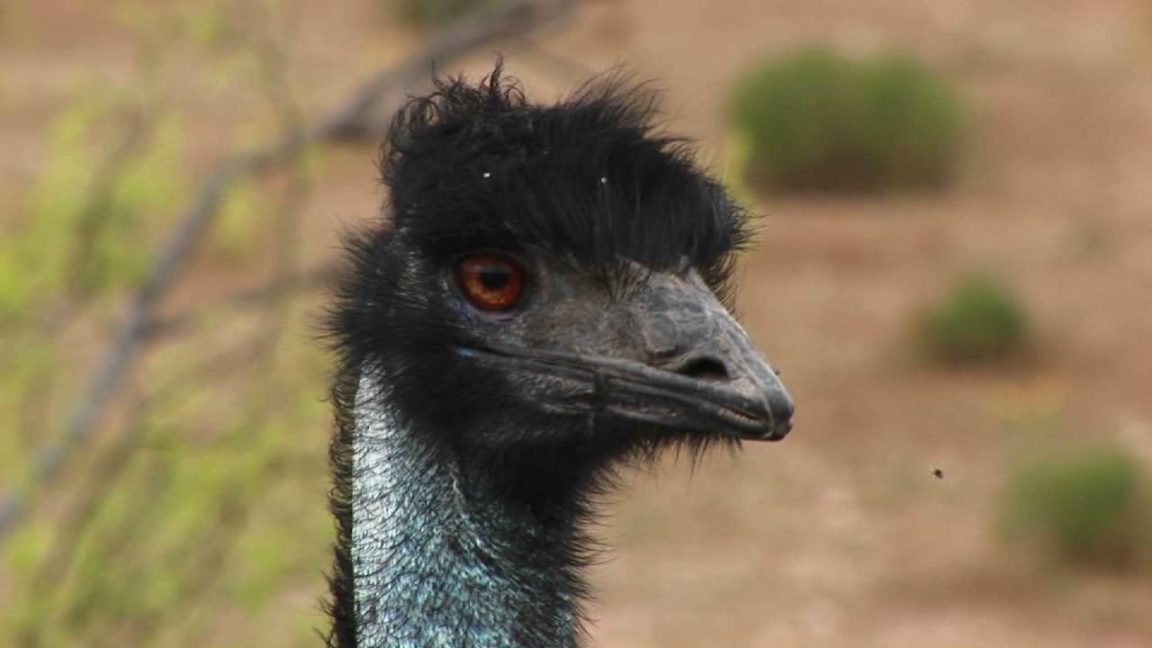 primer plano de una cabeza de emú mientras mira a su alrededor
