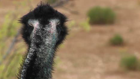 Primer-Plano-De-Una-Cabeza-De-Emu-Como-Mira-A-Su-Alrededor