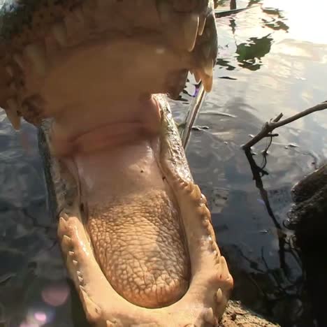 An-alligator-emerges-from-a-swamp-and-touches-the-camera-with-its-snout