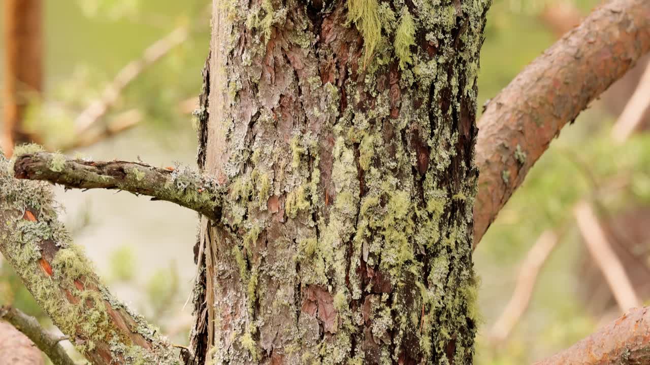 녹색 모스 클로즈업에 있는 소나무  ⁇ 질.