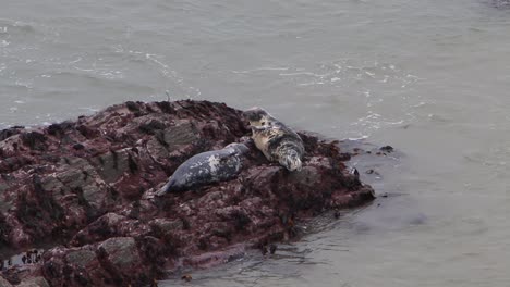 Focas-Grises,-Halichoerus-Grypus,-Acostado-Sobre-Rocas