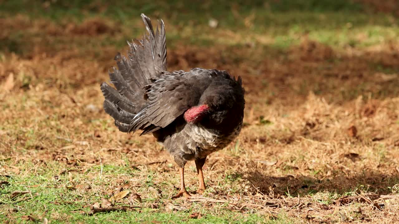 Australian Brush Turkey stands on grassy ground, preening feathers in natural daylight. Static camera captures detailed grooming behavior in a forest clearing