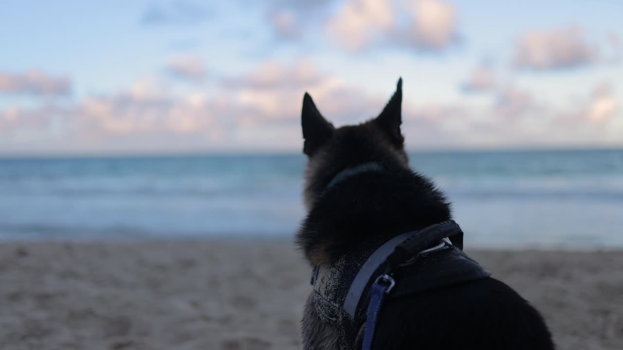 anxious and alert german shepherd stands guard at the beach while covered in sand