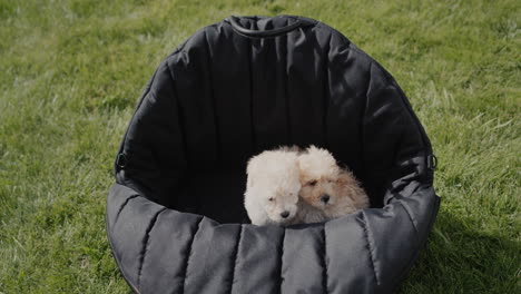 Two-cute-little-puppies-in-a-black-travel-bag-that-stands-on-green-grass