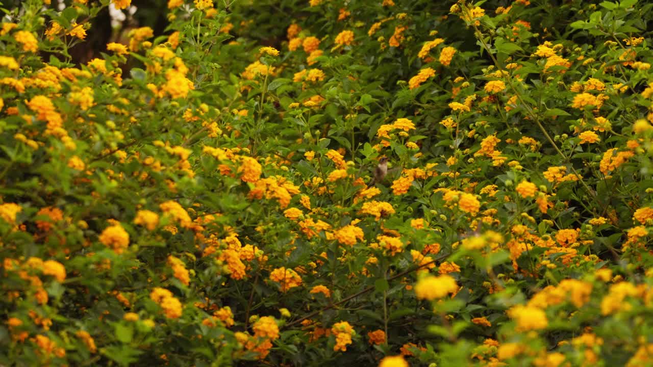 Descrizione: Due colibrì codalunga peruviani immaturi si impegnano in un breve inseguimento aereo sopra fiori gialli prima di scomparire alla vista. Un'inquadratura ampia e naturale che cattura il loro comportamento sociale in natura.