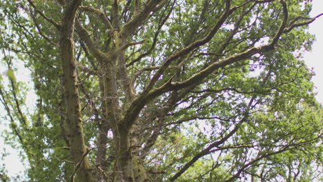 la cámara inclina el tronco del árbol para mostrar hojas y ramas en el bosque en el campo