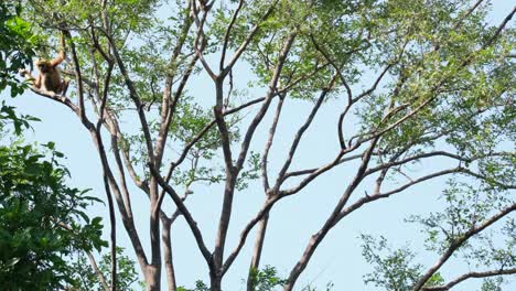 White-handed-Gibbon,-Hylobates-lar,-Female