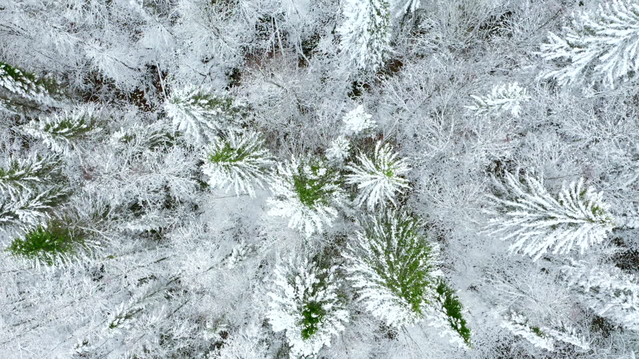 Vista aérea del bosque nevado