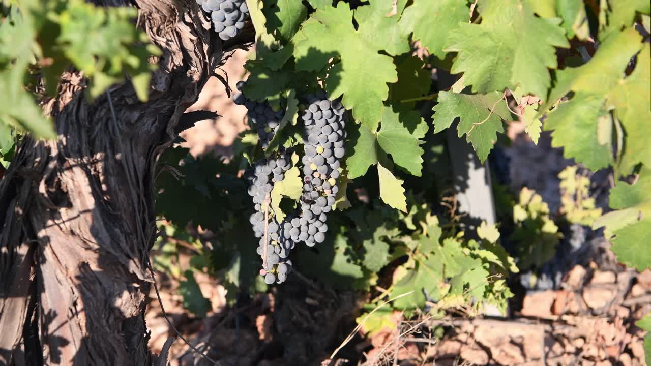 disparo en primer plano de un racimo de uvas en el viñedo