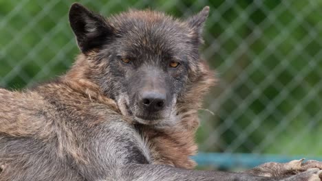 close-up of a wolf