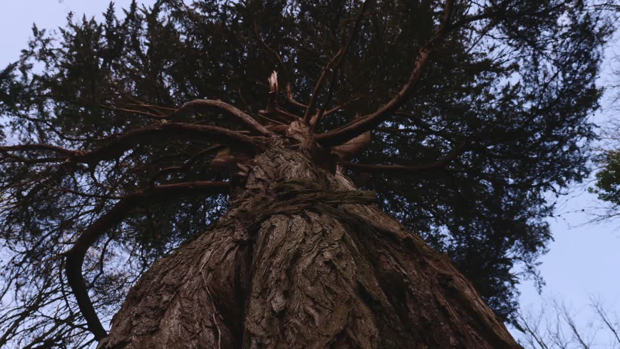 숲의 큰 나무 줄기