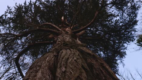 gran tronco de árbol en el bosque