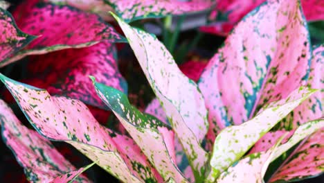 plantas de aglaonema vibrantes expuestas en un entorno de jardín