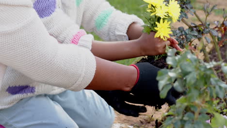 Manos-De-Abuela-Y-Nieta-Afroamericana-Plantando-Flores-En-El-Jardín,-Cámara-Lenta