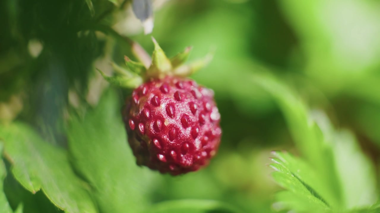 A macro close-up of a ripe wild strawberry growing naturally in a lush green forest during summer
