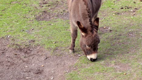 a donkey eating grass in a field