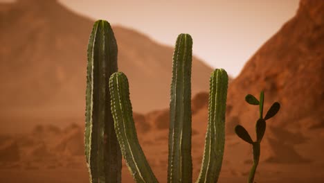 Atardecer-En-El-Desierto-De-Arizona-Con-Cactus-Saguaro-Gigante