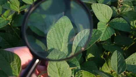 Soybean Leaf in Close up Green Soybean Field Soybean Leaf Close up Green Soybean Field Agriculture