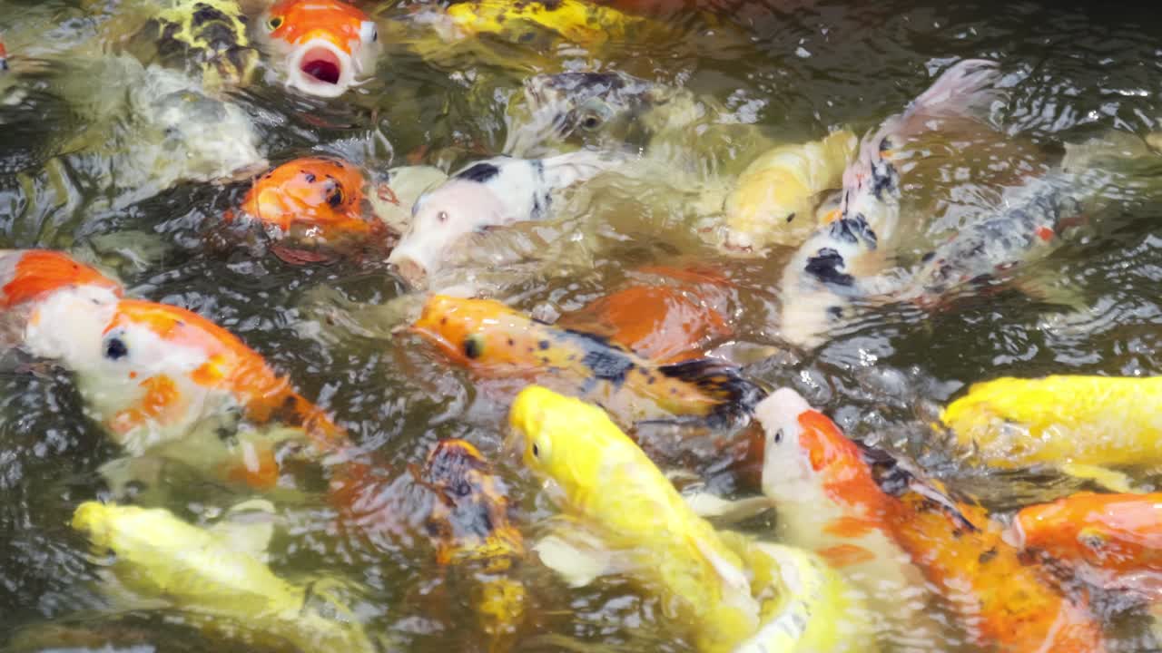 Vibrant koi fish swimming in tranquil pond nature scene aquatic environment close-up view