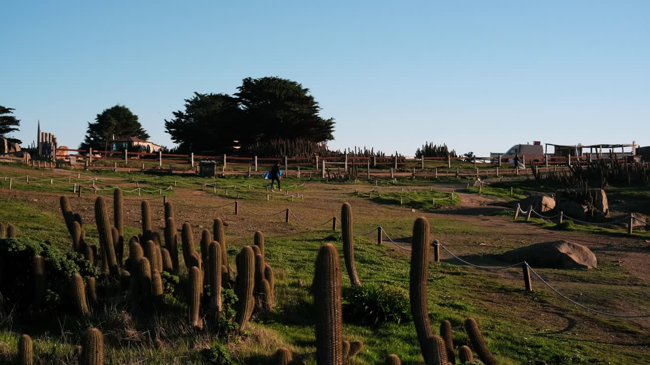 surfers with surfboards walking towards the surf point gaze through the native cacti and with the light of a beautiful sunset in pichilemu punta de lobos chile colchagua doing outdoor sports