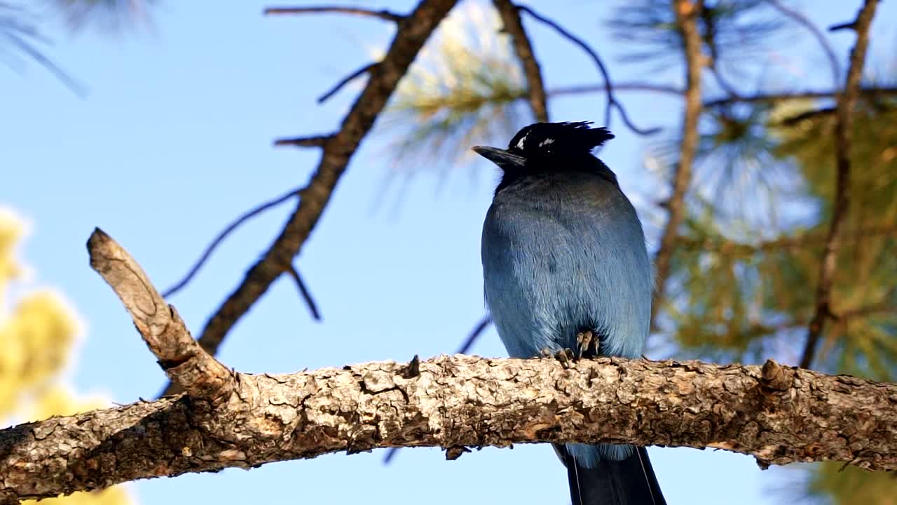 Slow motion Close up of a gorgeous Steller's Jay bird sitting on a branch curiously looking at the camera and shaking it's feathers located in gorgeous Bryce Canyon, Utah
