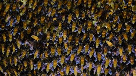 Se-Sabe-Que-Las-Abejas-Melíferas-Gigantes-Construyen-Grandes-Colonias-De-Nidos-Con-Bolsillos-Simétricos-Hechos-De-Cera-Para-Almacenar-Miel-Como-Fuente-De-Alimento.