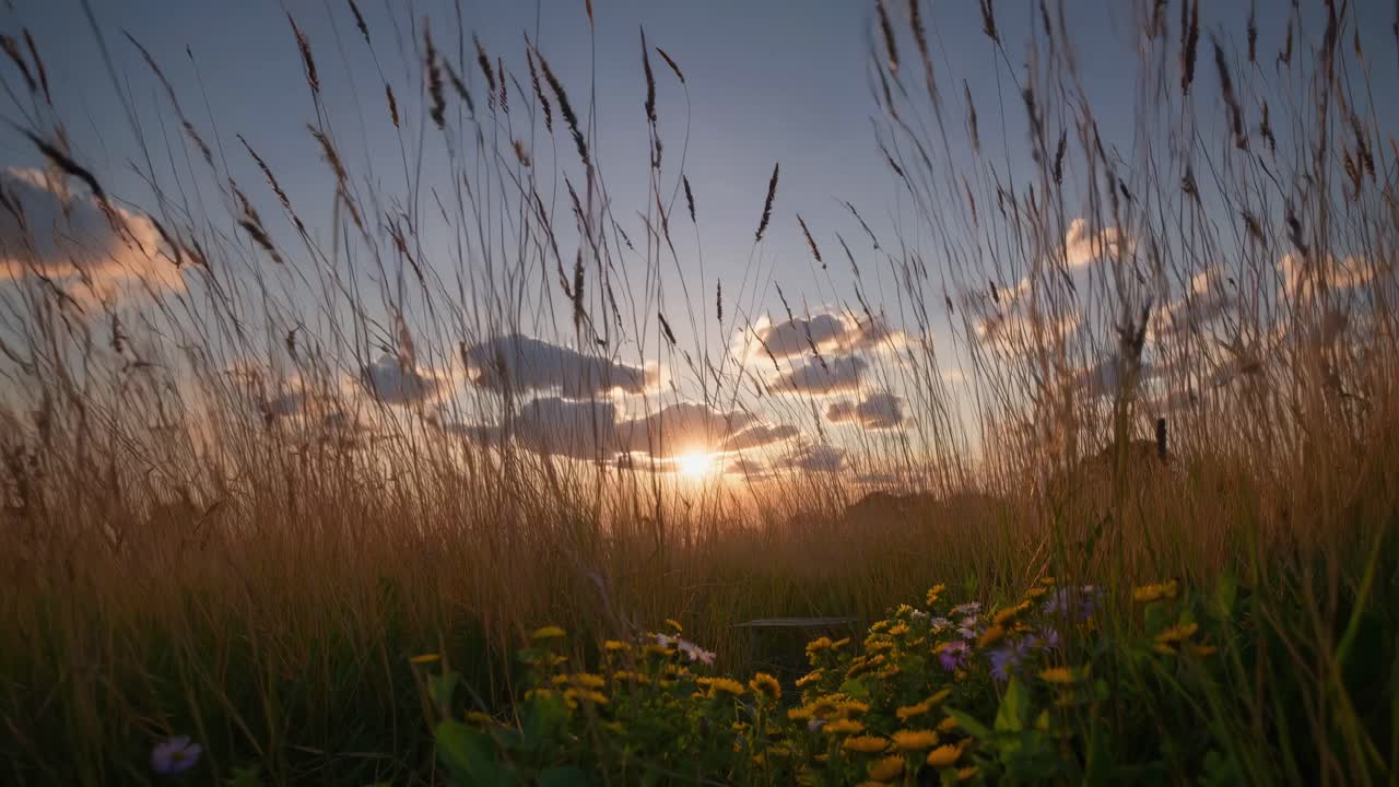 A serene sunset video scene captured from a low angle through tall grass, highlighting the warm glow