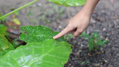 finger indicating water droplets on a green leaf.