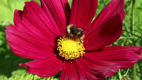 closeup of a bumblebee on cosmos flower